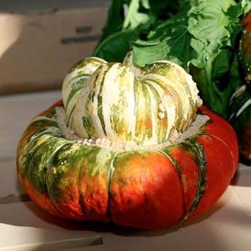 Turks Turban Gourd Cucurbita maxima seeds for garden planting